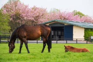 Ireland Whiskey Tours - Kildangan Stud pic
