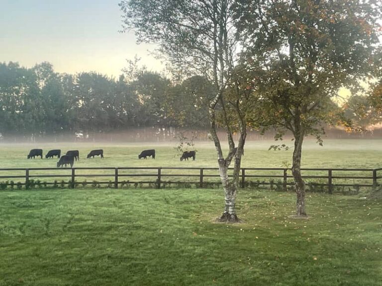 image of Donedea Wagyu farm